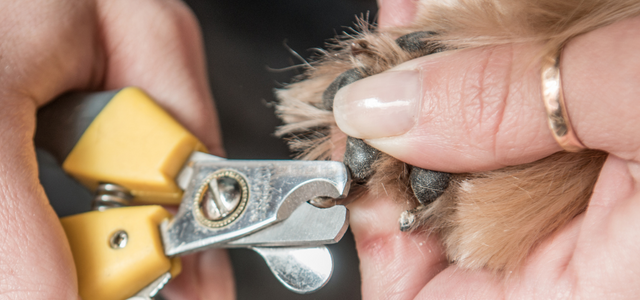 Cutting dog nails with human clearance clippers